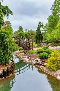 Japanese Botanical Spring Scene
