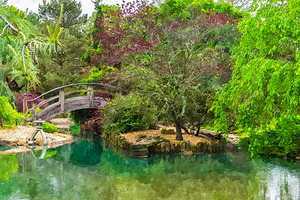 Japanense Moon Bridge Landscape Painterly