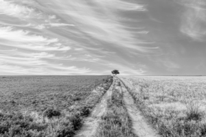 Kansas Dirt Road To A Tree Grayscale