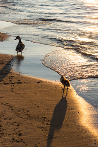 Sunset Walk With Mommy