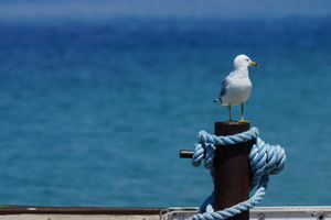 Seagulls Mackinac Paradise
