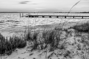 Santa Rosa Sea Oats Sunrise Grayscale