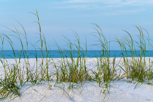 Line of Sea Oats In White Sand