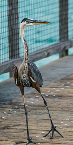Strutting Great Blue Heron Pano