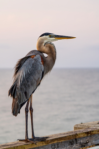 Great Blue Heron On A Pink Morning