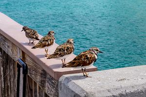 Four Ruddy Turnstone Birds
