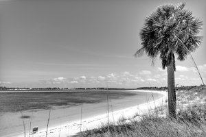 Shell Island Palm Tree And Chair Grayscale