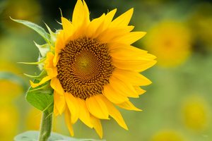Golden Yellow Sunflower Bloom