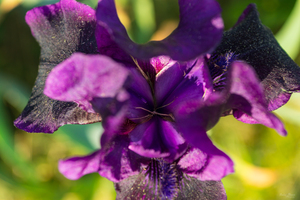 Within An Iris