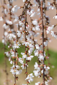 Abstract of Weeping Cherry Blooms