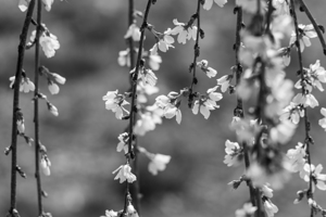 Weeping Cherry Blooms And Branches Grayscale