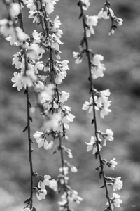 Flowers And Branches Weeping Cherry Grayscale