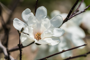 Dr Merrill Loebner Magnolia Flower