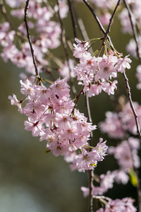 Weeping Cherry Blossoms