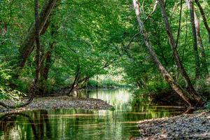 Springfield MO Green Nature