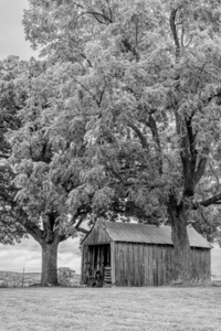 This Old Shed Grayscale