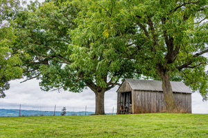Elm Trees And An Old Shed