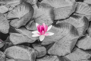 Pink Waterlily
