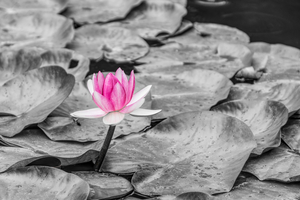 Standing Pink Waterlily