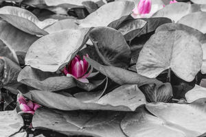 Pink Lillies In Lily Pads