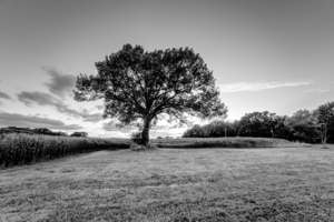 Large Oak Tree Summer Sunset Grayscale