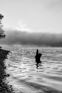 Table Rock Tree Snag Foggy Sunrise Grayscale