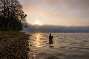 Lake Shoreline Sunrise Snag