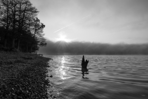 Lake Shoreline Sunrise Snag Grayscale