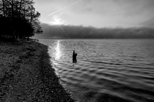 Foggy Morning Tree Snag And Sunrays Grayscale