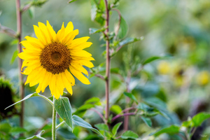 Sunflower In A Field