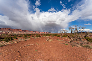 Brewing Storm Torrey Utah Dead Tree