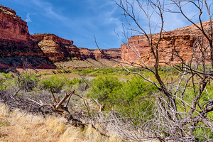 Dead Tree Colorado River Utah