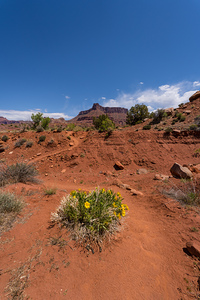 Yellow Daisies Along Professor Creek Hike