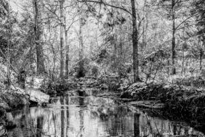 Rustic Forest Creek Winter Grayscale