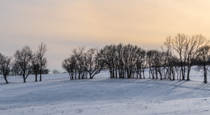 Winter Snow Tree Row Pano
