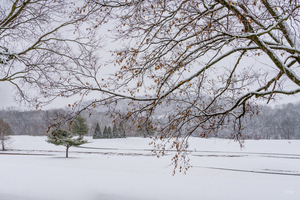 Snow Covered Tree Branches At Golf Course