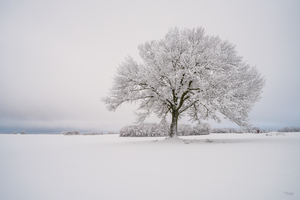 Snow Covered Oak Tree Grayscale