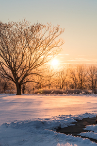 Winter Snow Golden Sunrise
