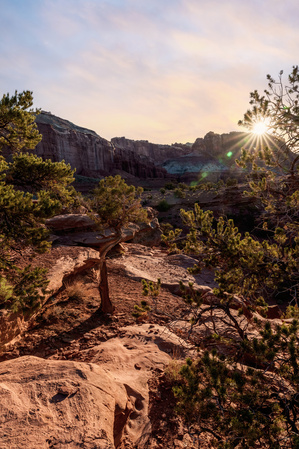 Capitol Reef Cedar Sunrays Sunrise Vertical