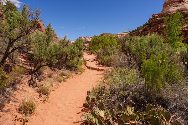 Pathway Through Grand Staircase Escalante Print