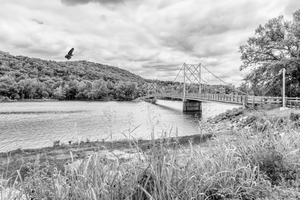 Hawk Over Little Golden Gate Grayscale Print