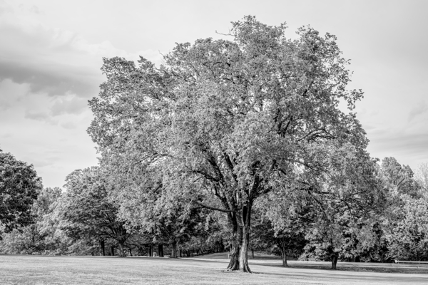 Majestic Elm In Springtime Stillness Grayscale Print