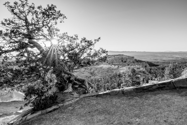 Bryce Canyon Cedar Tree Sunburst Grayscale by Jennifer White
