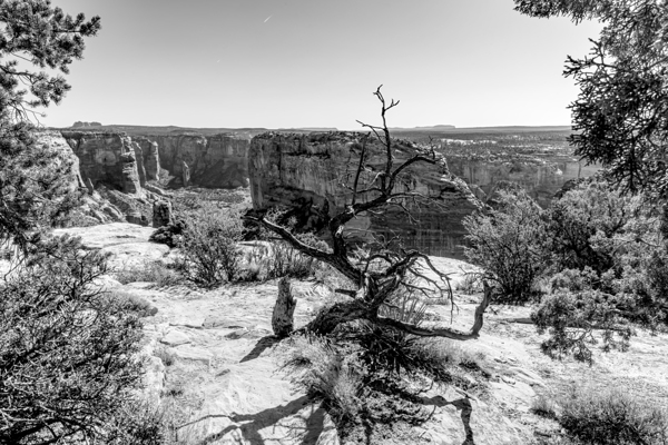 Crooked Tree At Spider Rock Grayscale Print