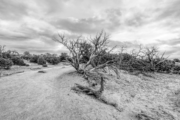 Juniper Along Mesa Arch Trail Grayscale Print