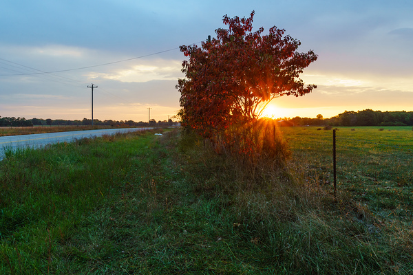 Red Sumac Tree Sunrise Countryside Print