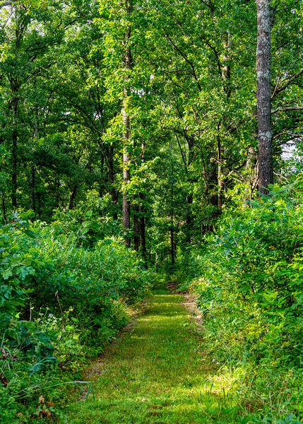 Pea Ridge Wooded Trail by Jennifer White