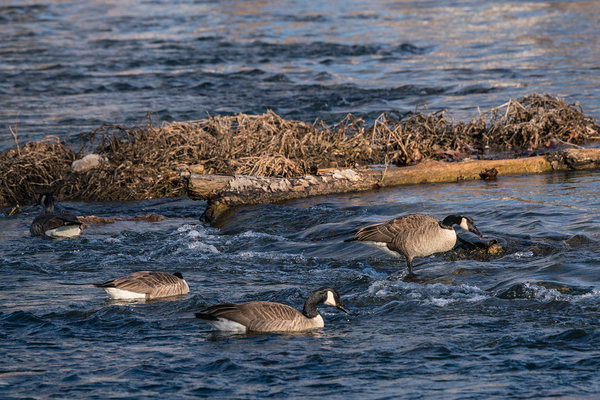 Canada Geese And Rapids Print