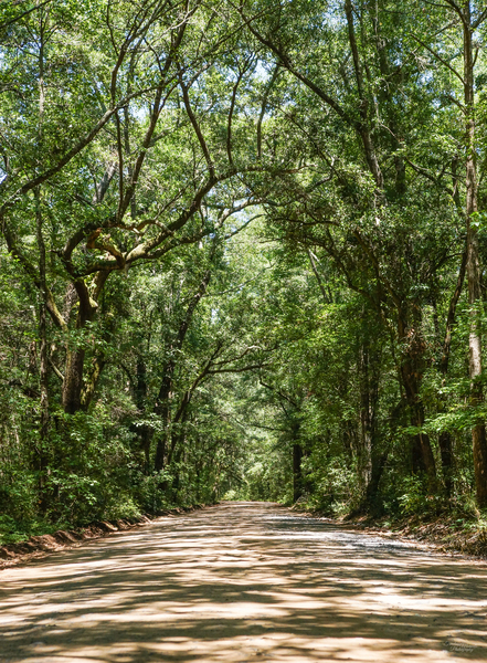 Road To Angel Oak by Jennifer White