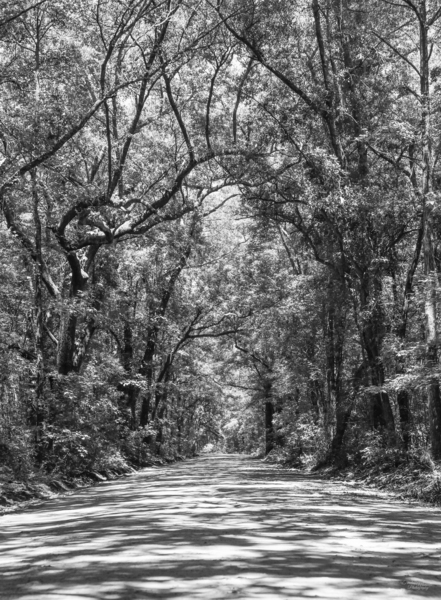 Road To Angel Oak Grayscale by Jennifer White